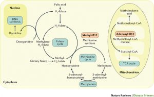 Folic Acid, Folate Cycle, Methionine Cycle