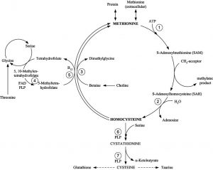 Histadelia – Undermethylation