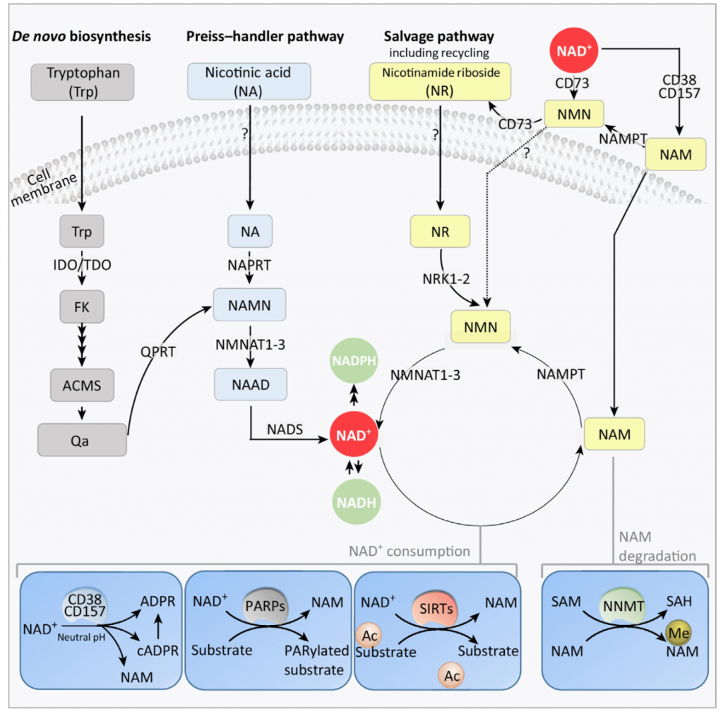 NAD synthesis