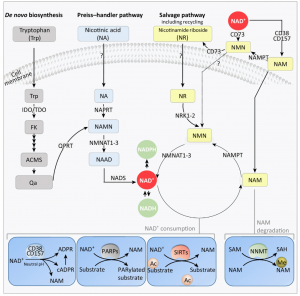 NAD+ – Nicotinamide adenosine dinucleotide